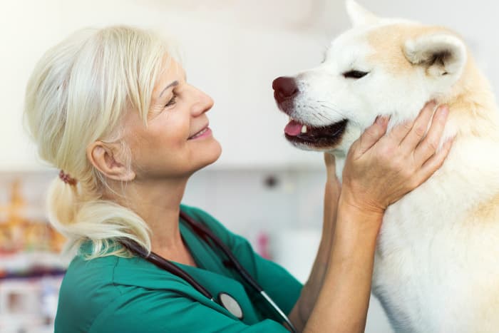 Animal care- Jobs For Seniors