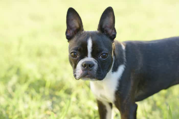 Boston Terrier - best dogs for seniors