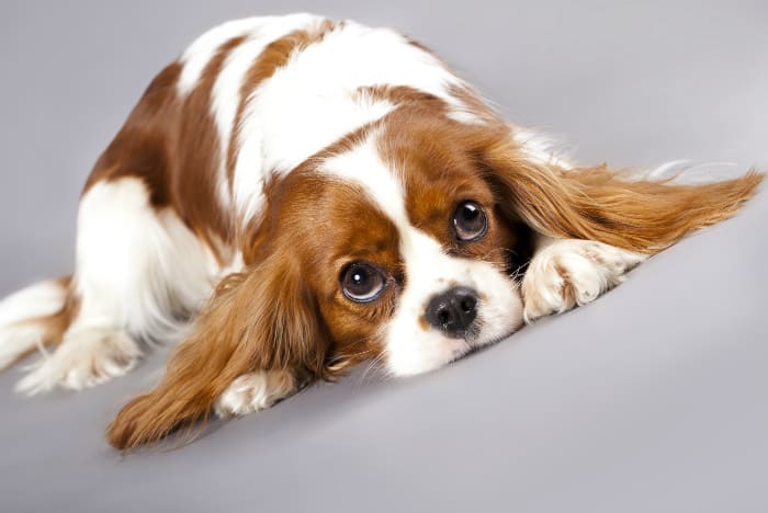 Cavalier King Charles Spaniel - best dogs for seniors