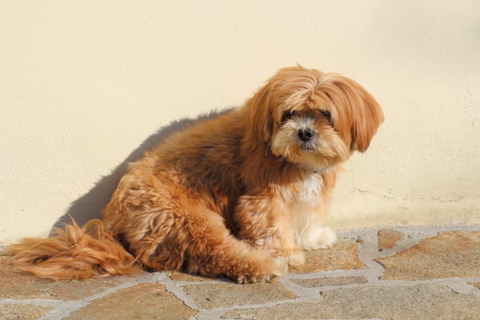 Lhasa Apso - best dogs for seniors