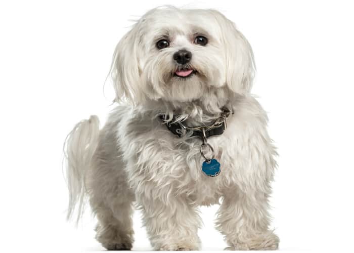 Maltese - best dogs for seniors