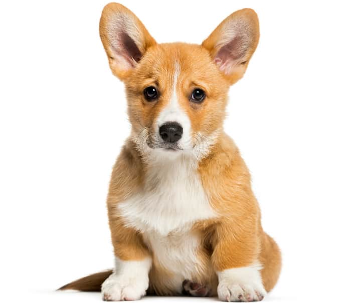 Pembroke Welsh Corgi - best dogs for seniors